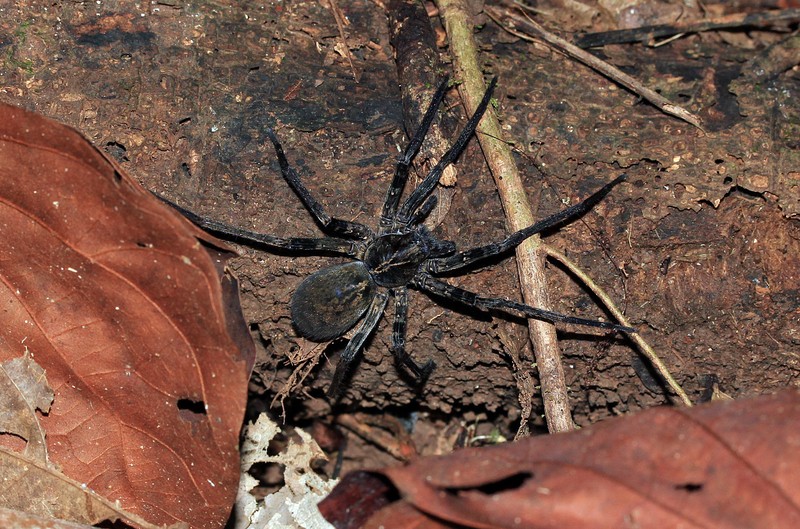 Brazilian Wandering Spider