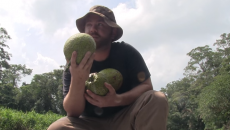 finding breadfruit in the jungle