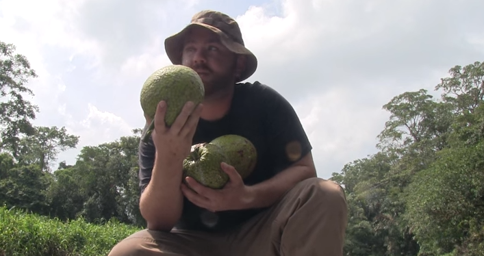 finding breadfruit in the jungle