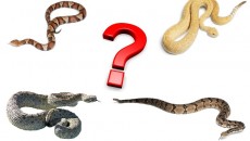 can you identify these snakes