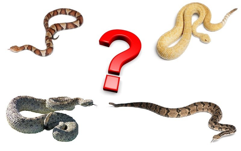 can you identify these snakes