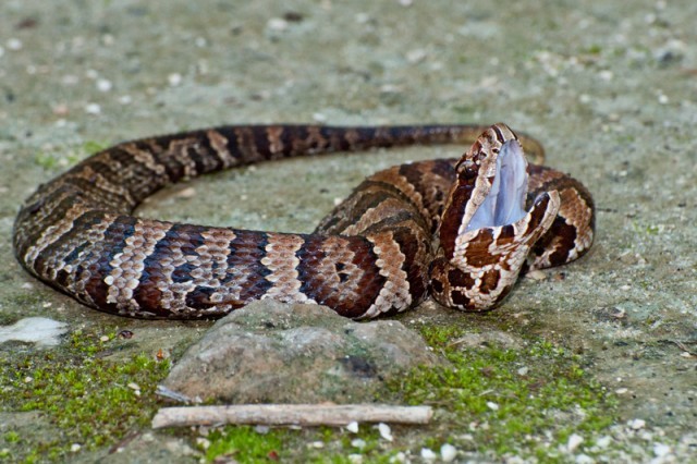 cottonmouth snake