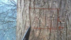 cutting a square out of a willow tree