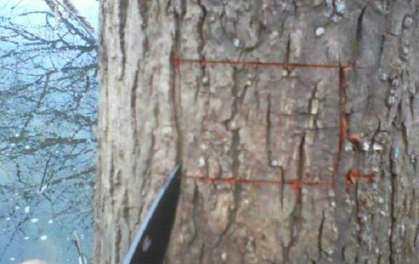 cutting a square out of a willow tree