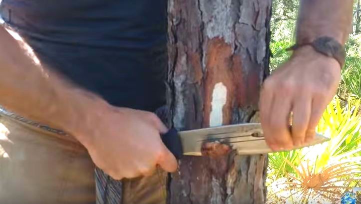 cutting into a pine tree