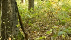 shotgun against a tree