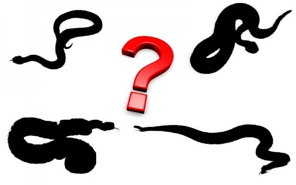 identifying snakes
