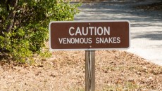 venomous snakes