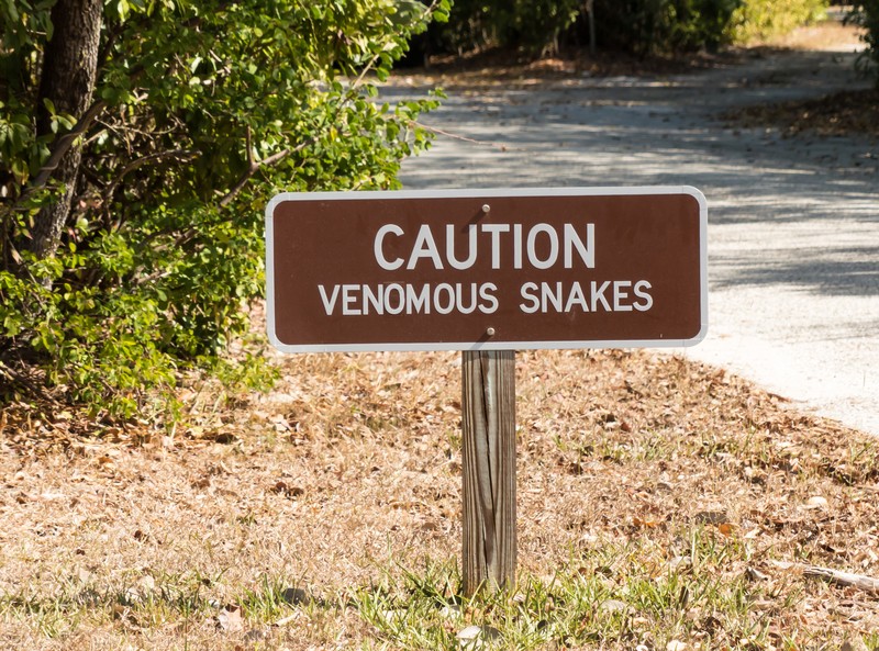 venomous snakes