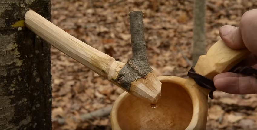 tapping a birch tree