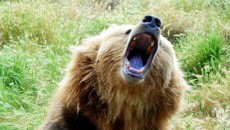 bear growling