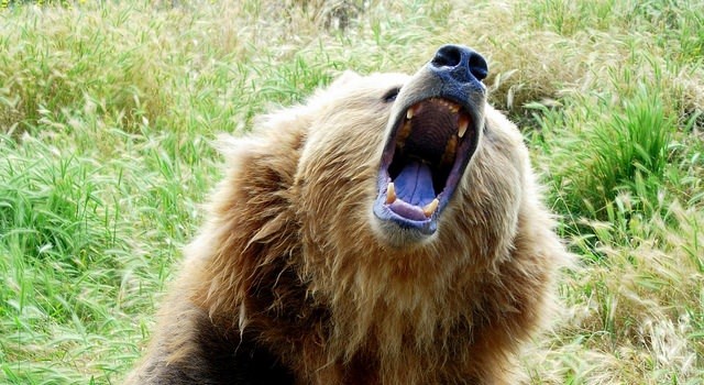 bear growling