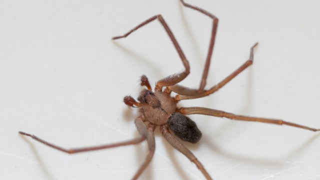 brown recluse spider on white background