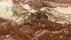 brown recluse spider