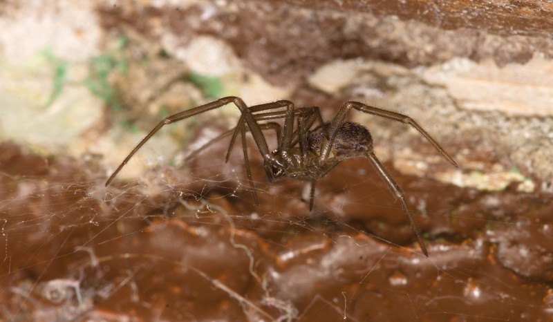 brown recluse spider