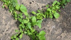 weeds between stones