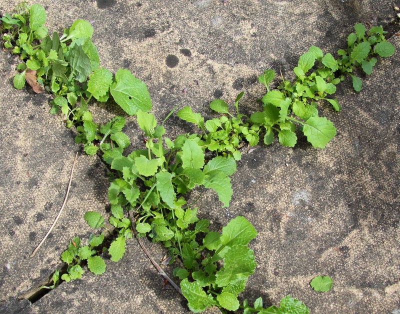 weeds between stones