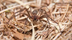 brown recluse spider