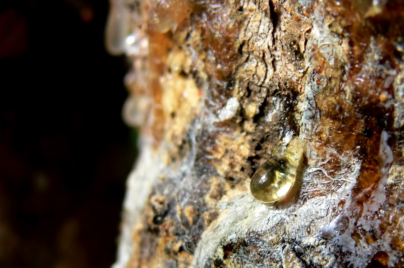 pine sap