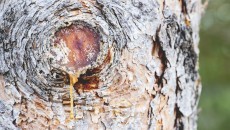 pine tree sap