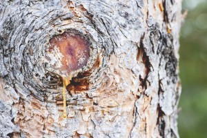 sap survivalist utilize overlooked