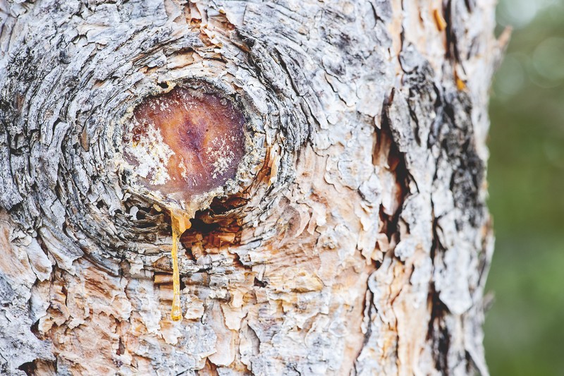 pine tree sap