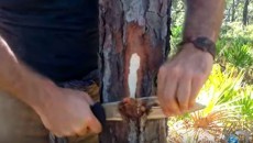 using a pine tree for survival