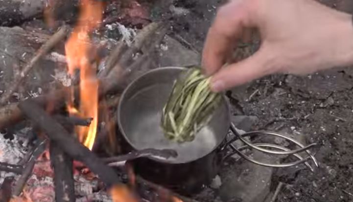 using willow bark as survival medicine