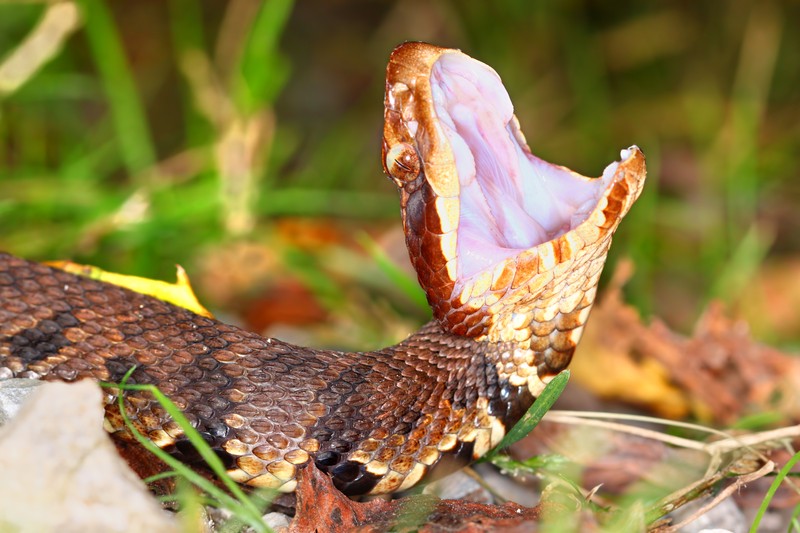 venomous snake