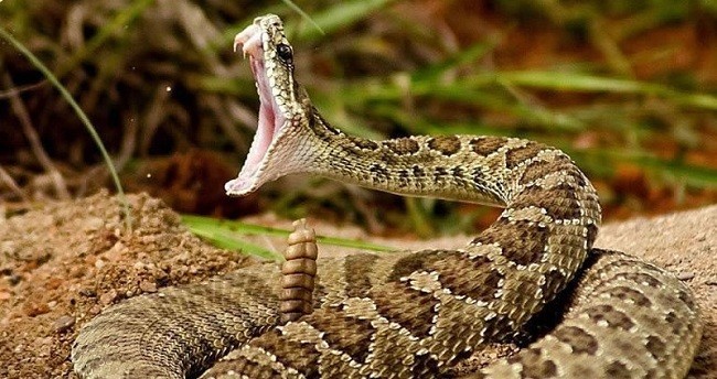 venomous snake