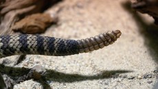 Eastern diamondback rattle