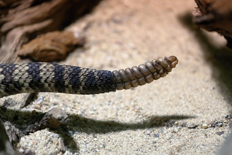 Eastern diamondback rattle