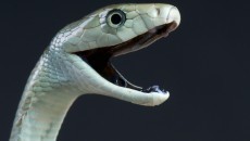 black mamba snake