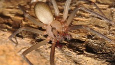 brown recluse spider