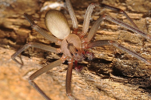 brown recluse spider