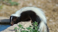 skunk