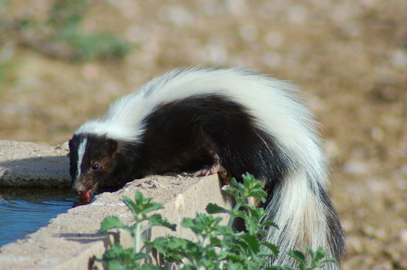 skunk