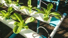 vegetables in farm