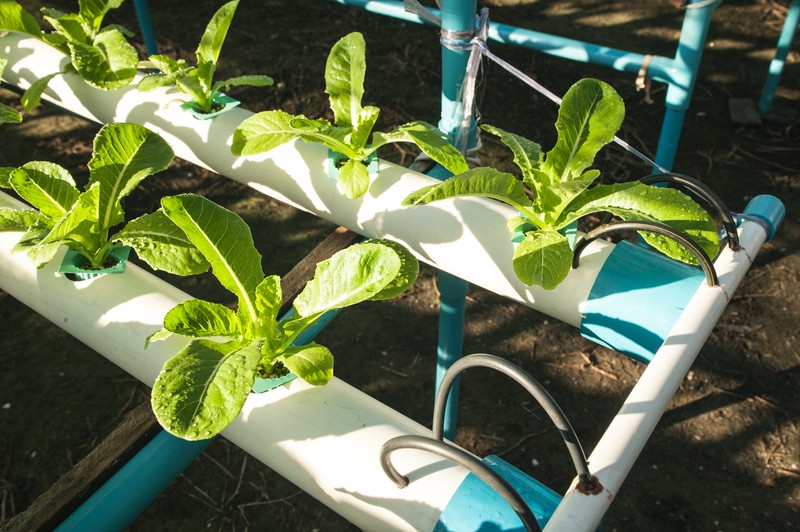 vegetables in farm