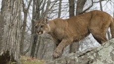 mountain lion