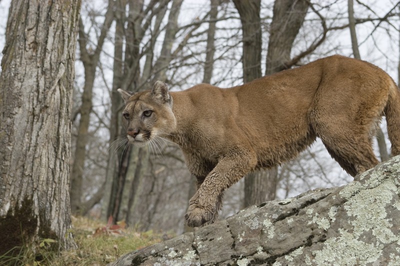 mountain lion