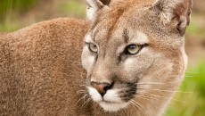 mountain lion cougar