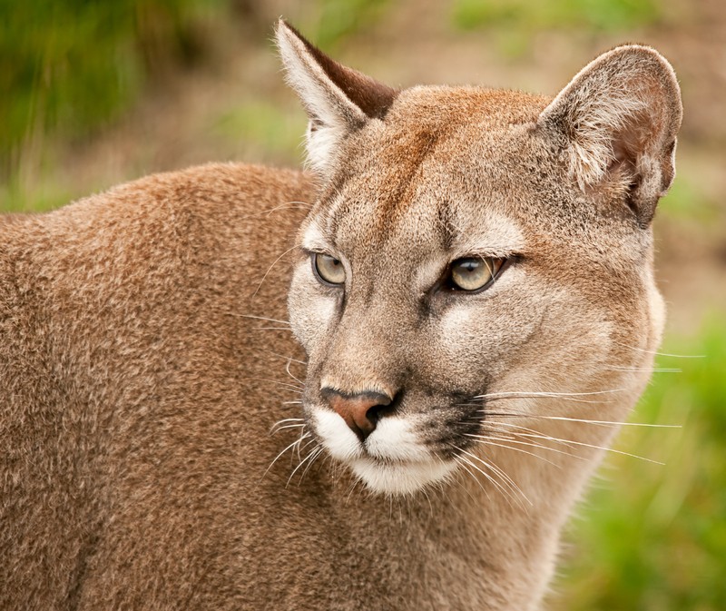 mountain lion cougar