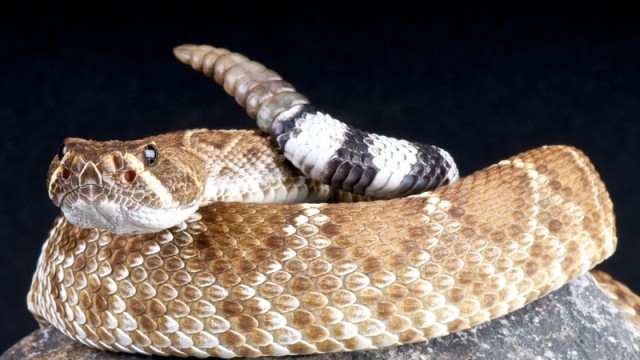 red rattlesnake