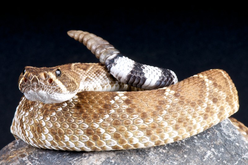 red rattlesnake