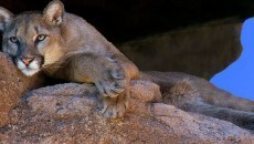 resting mountain lion