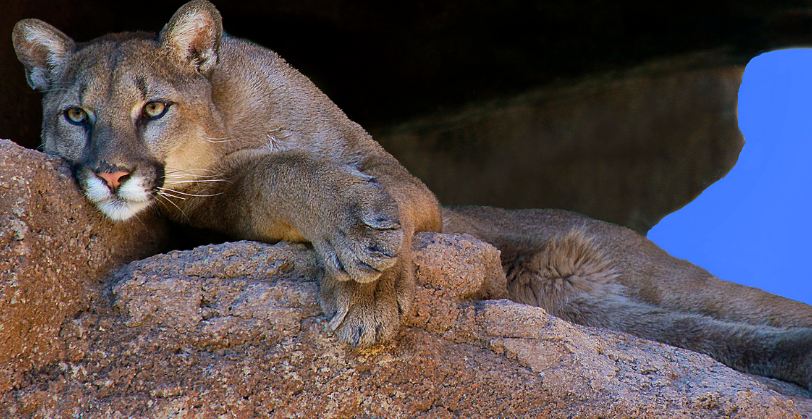 resting mountain lion