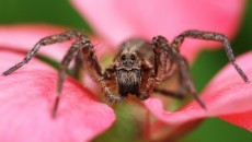 wolf spider