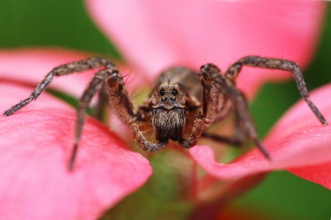 wolf spider