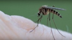 mosquito
